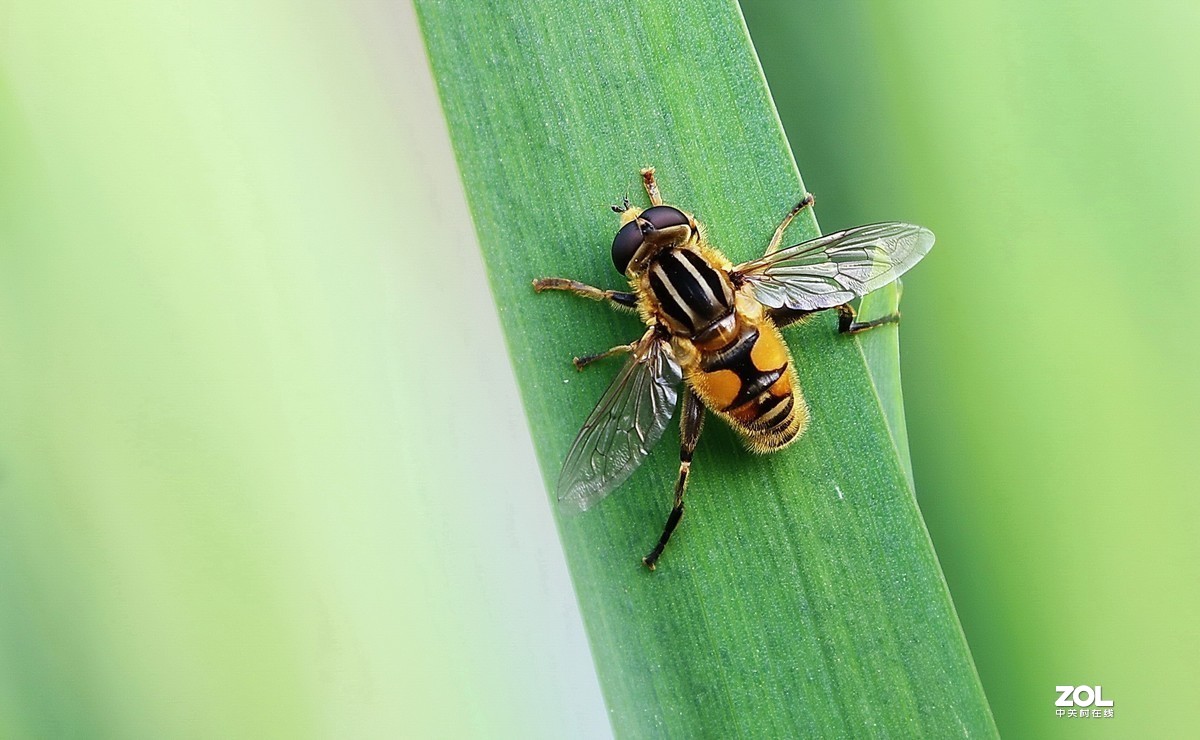 #版主坐堂#2020年4月份精华作品集锦