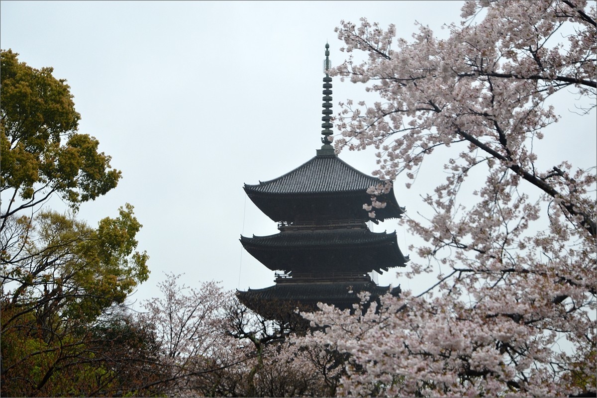 小个蜜蜂：京都东寺游拍（0501）