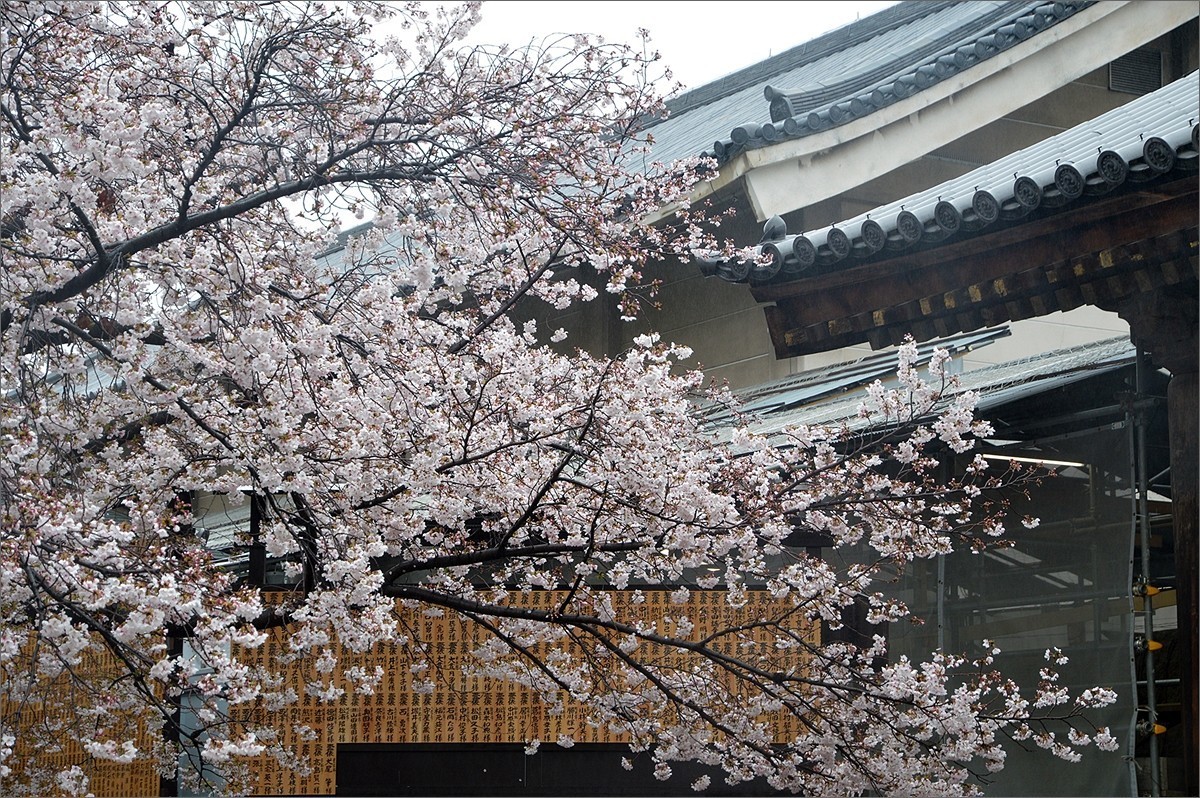 小个蜜蜂：京都东寺游拍（0501）