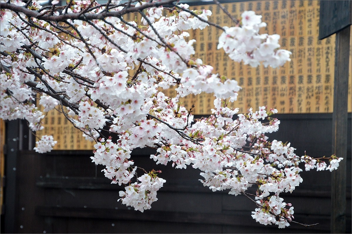 小个蜜蜂：京都东寺游拍（0501）