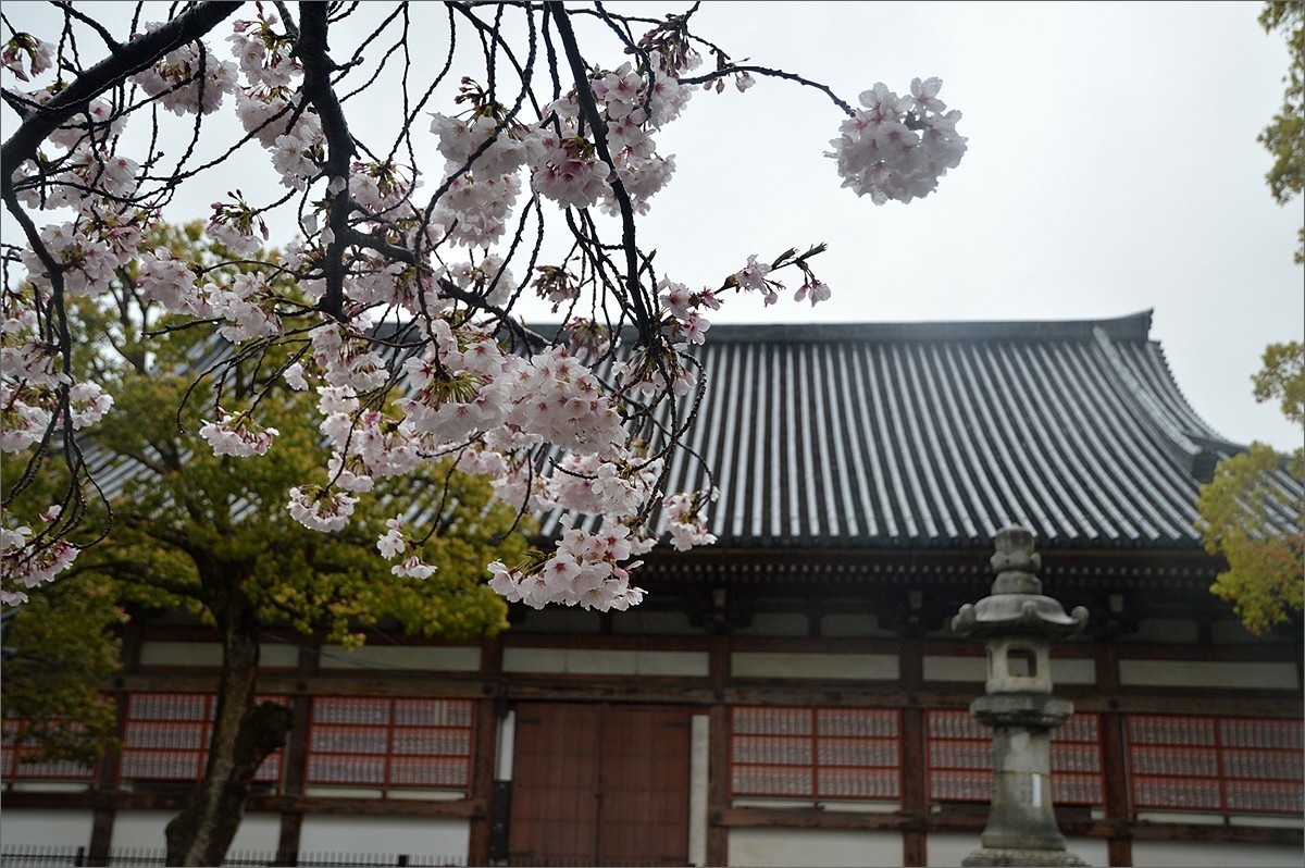 小个蜜蜂：京都东寺游拍（0501）