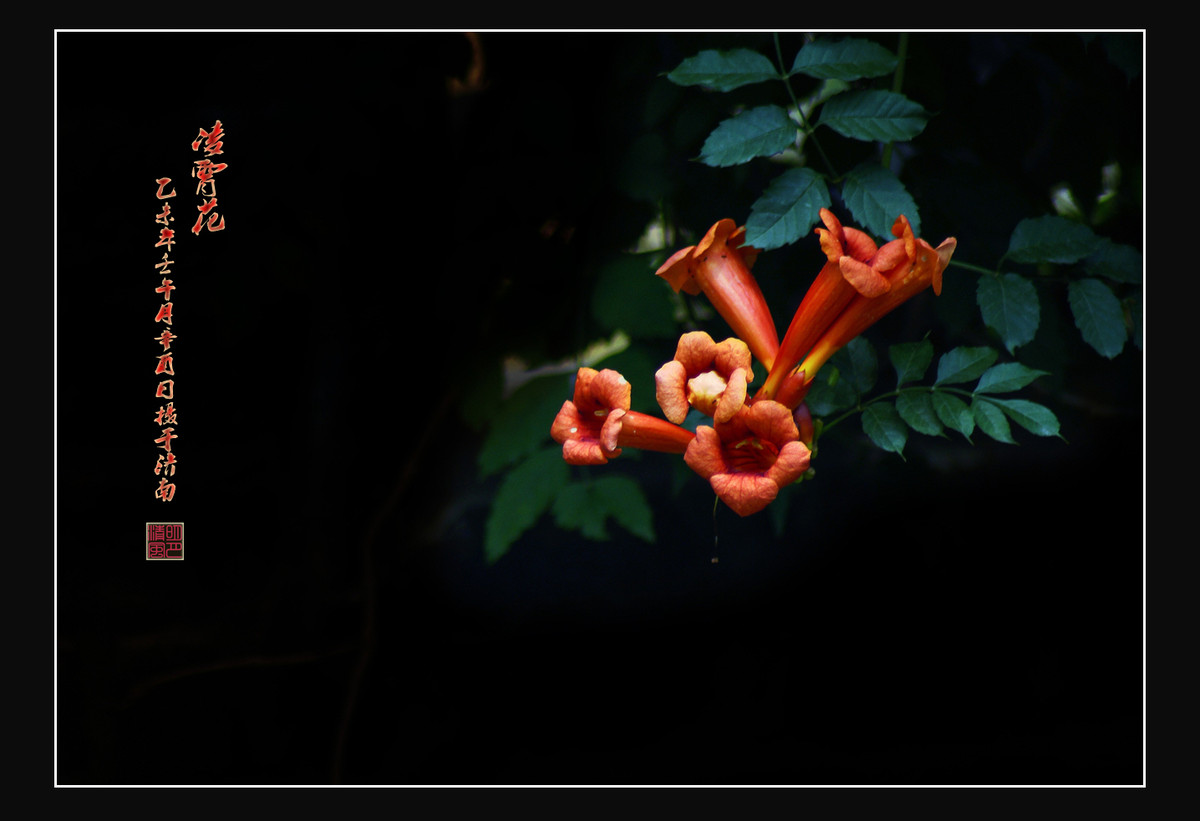 如火的夏花