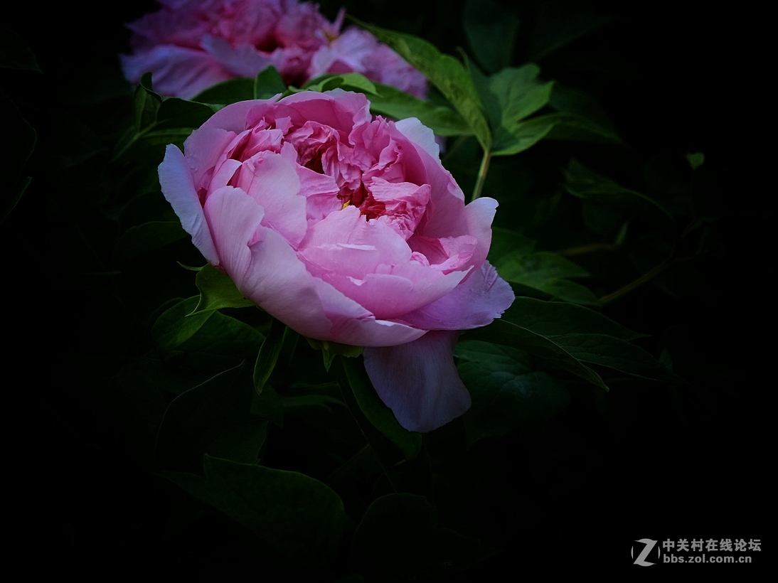 国色天香--牡丹