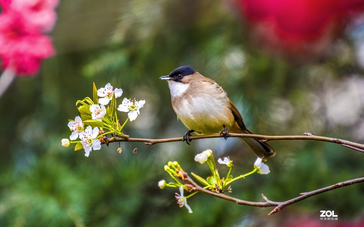梨树枝上的鹎鸟一