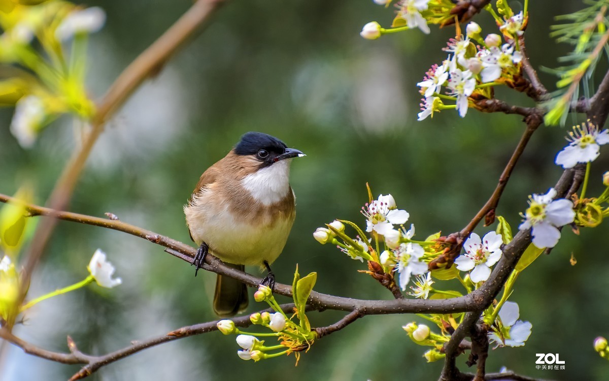 梨树枝上的鹎鸟一