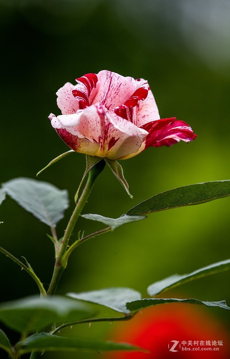 #正是一年最美时# 又到春花烂漫时