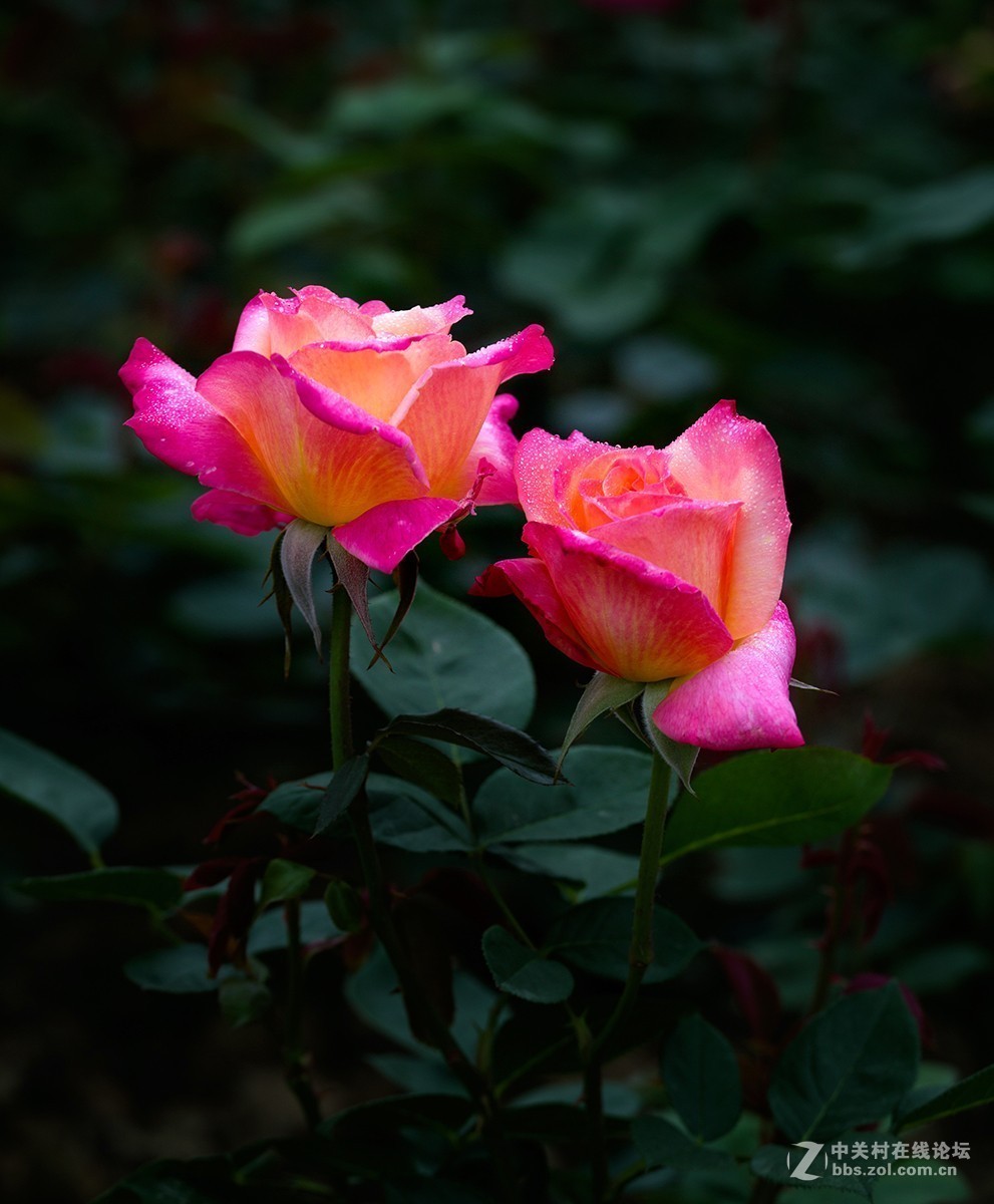 #正是一年最美时# 又到春花烂漫时