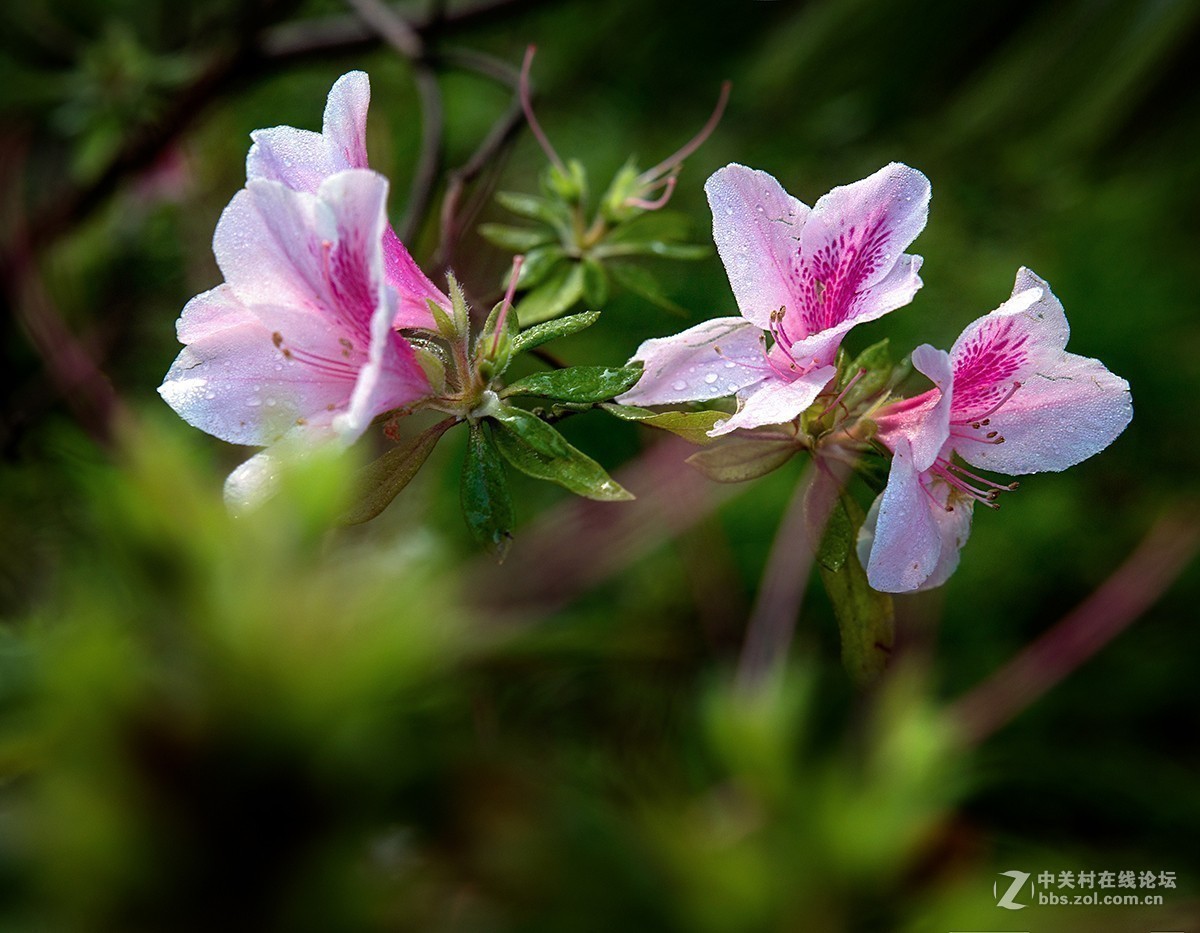 #正是一年最美时# 又到春花烂漫时