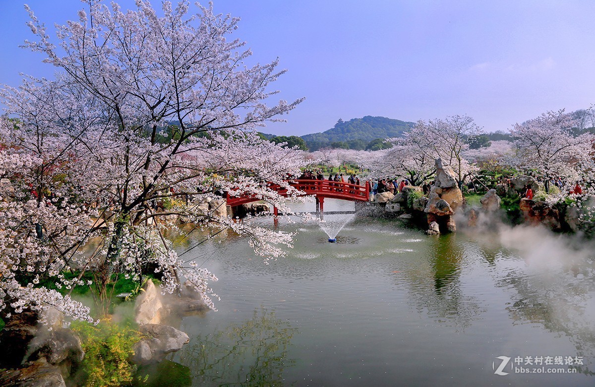 #正是一年最美时# 又到春花烂漫时