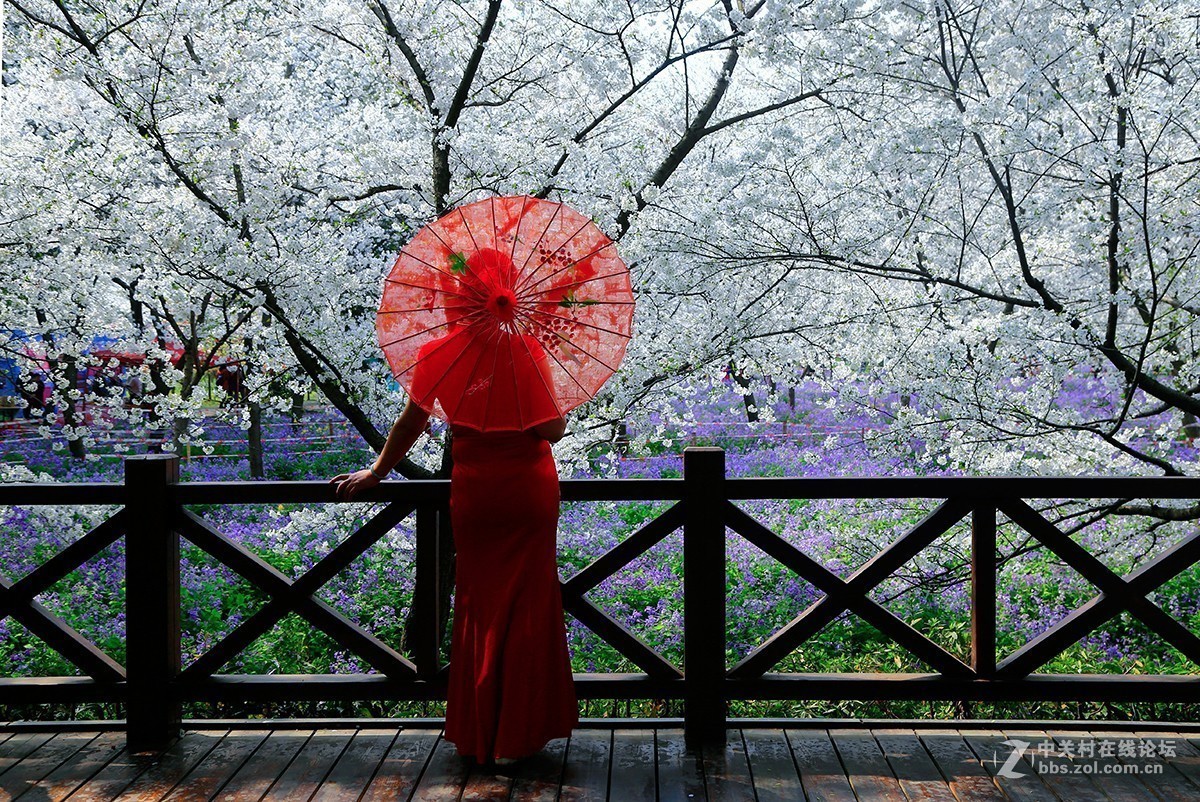 #正是一年最美时# 又到春花烂漫时