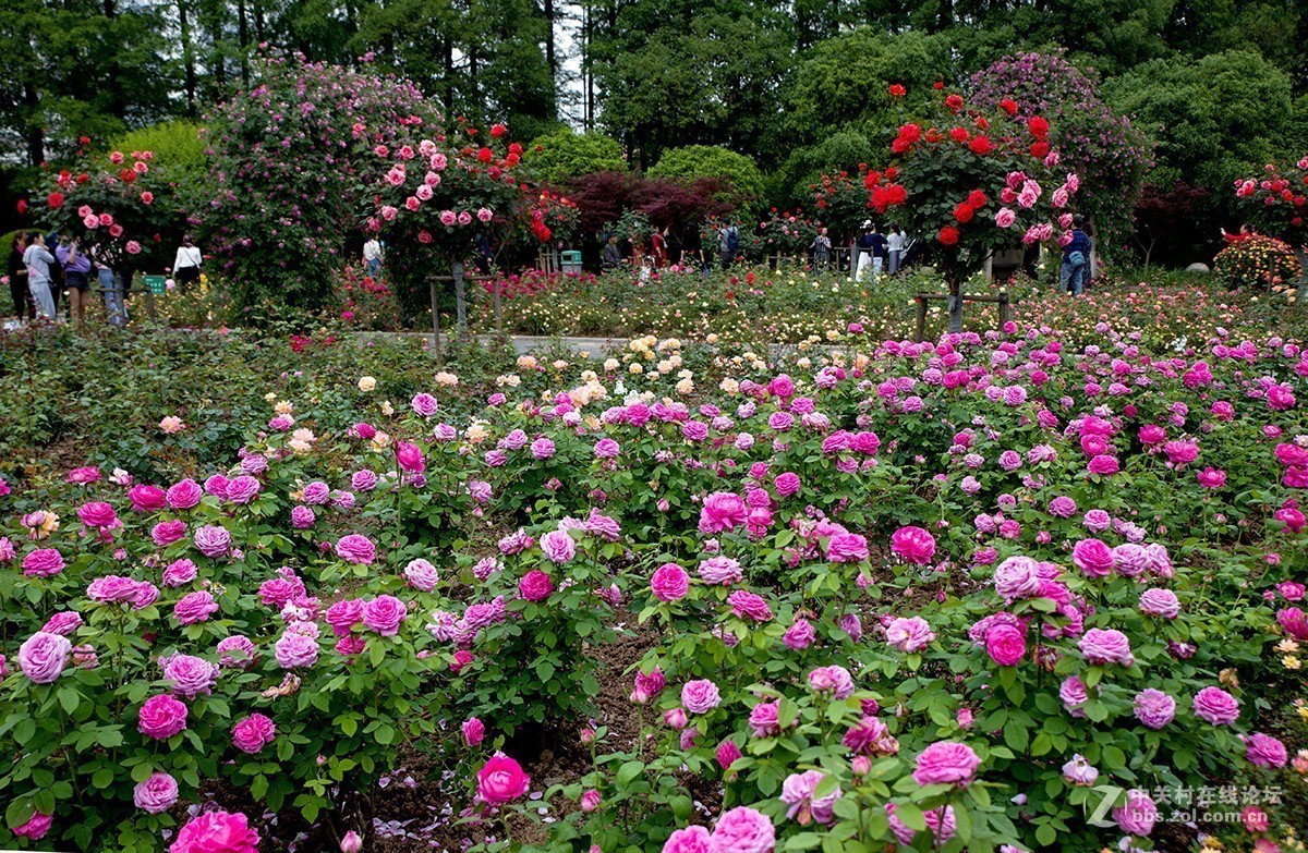 #正是一年最美时# 又到春花烂漫时