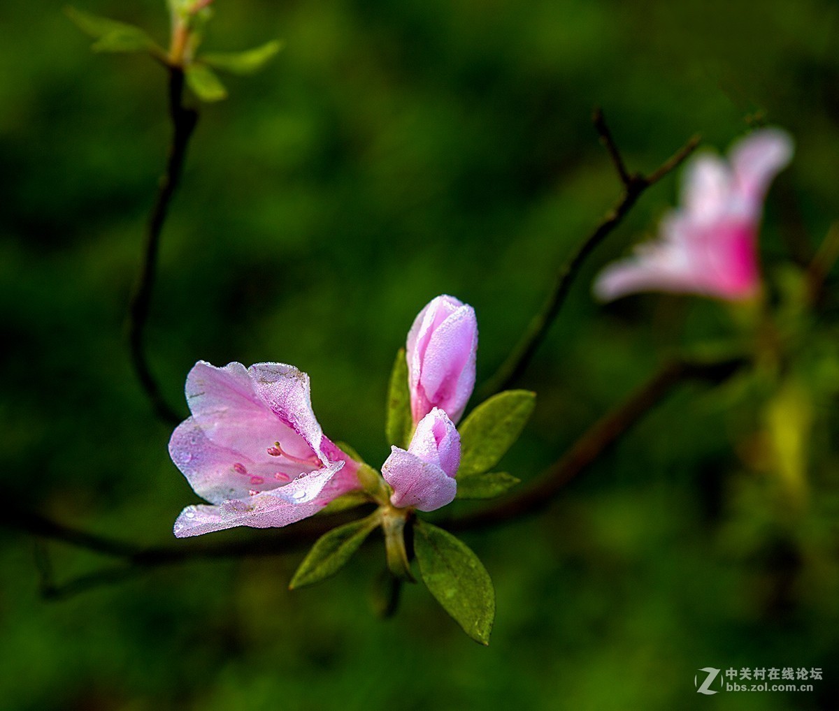 #正是一年最美时# 又到春花烂漫时