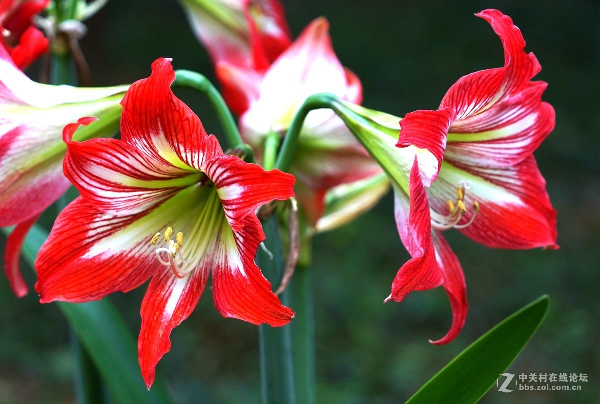 丹顶红-中关村在线摄影论坛