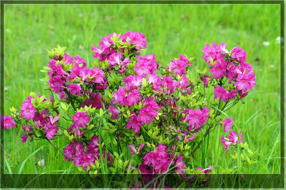 草地上盛开的杜鹃花
