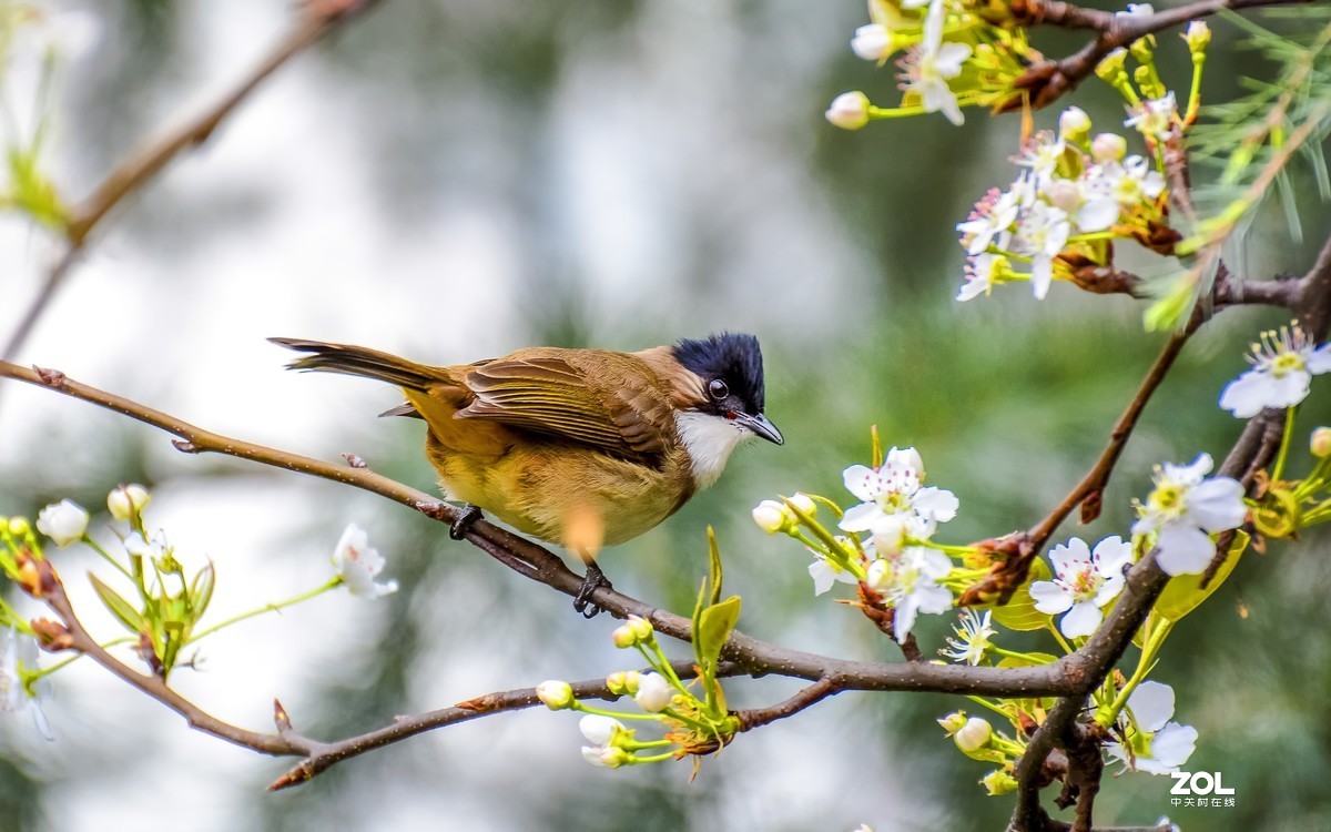 梨树枝上的鹎鸟一