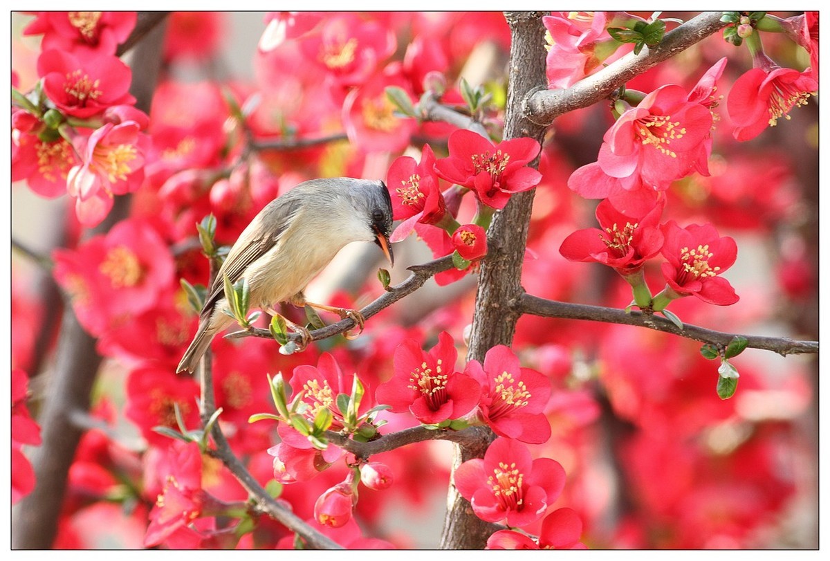 鳥語花香十四