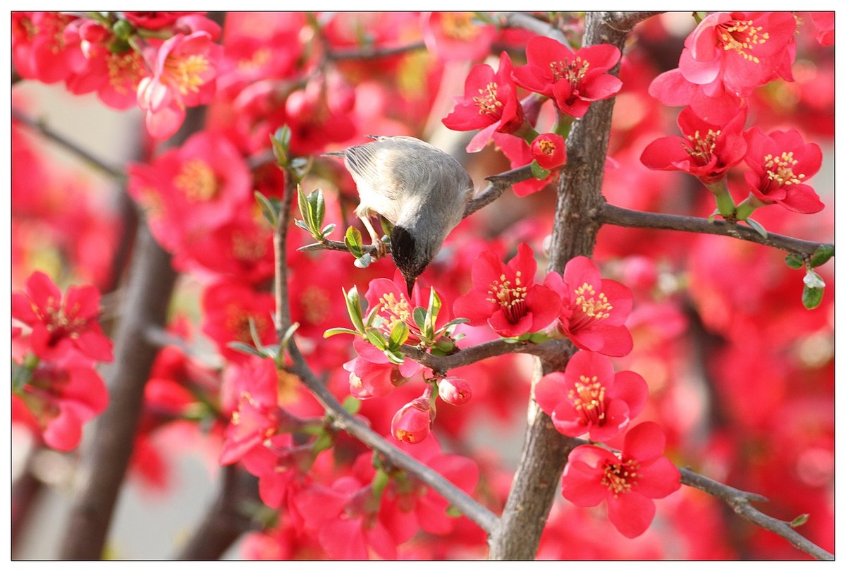 鳥語花香(十四)