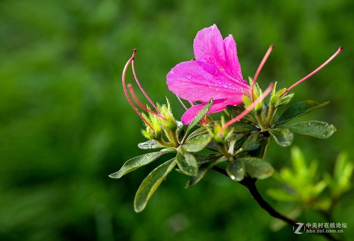 #正是一年最美时# 又到春花烂漫时