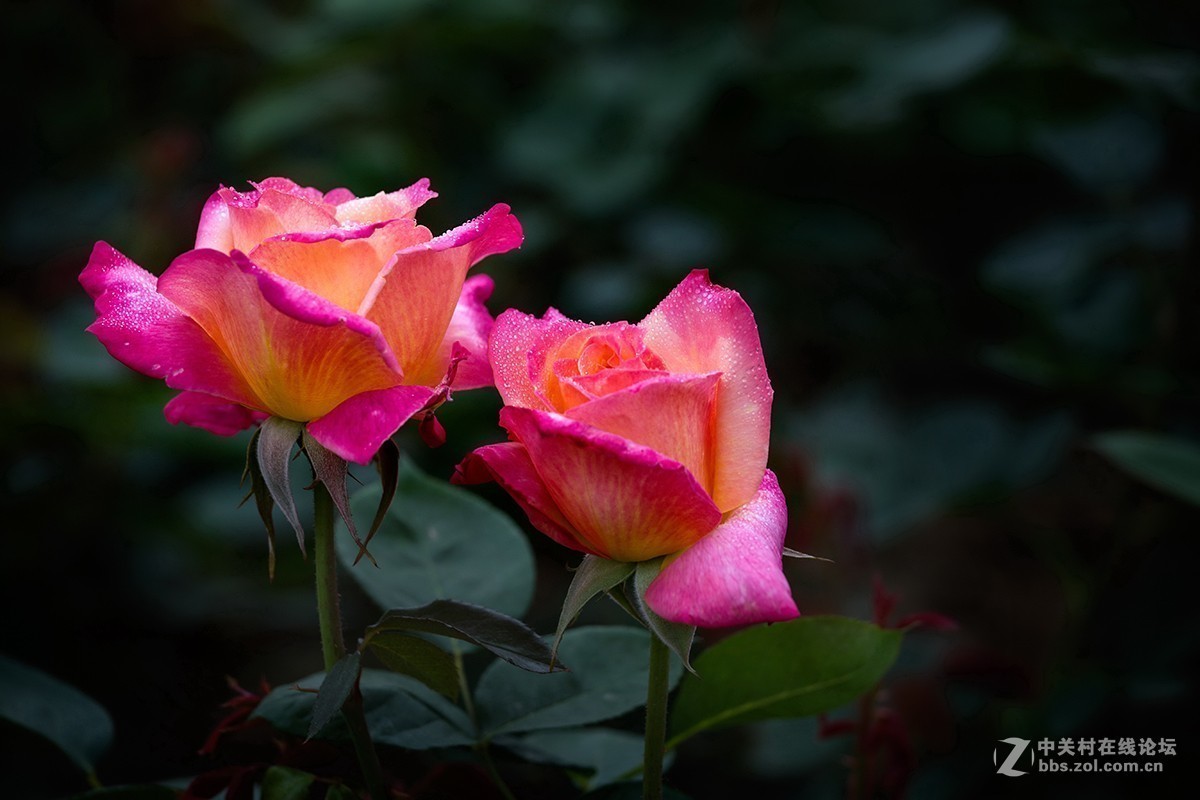 #正是一年最美时# 又到春花烂漫时