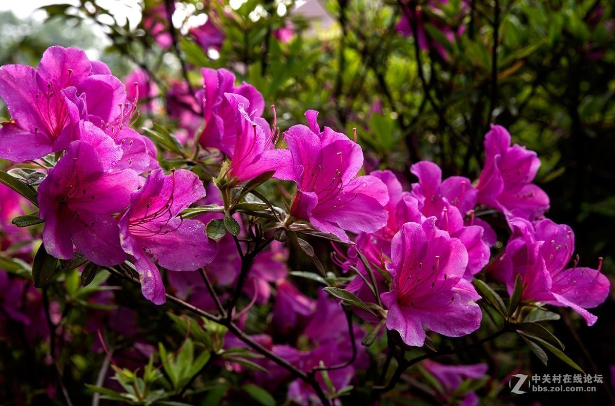 #正是一年最美时# 又到春花烂漫时