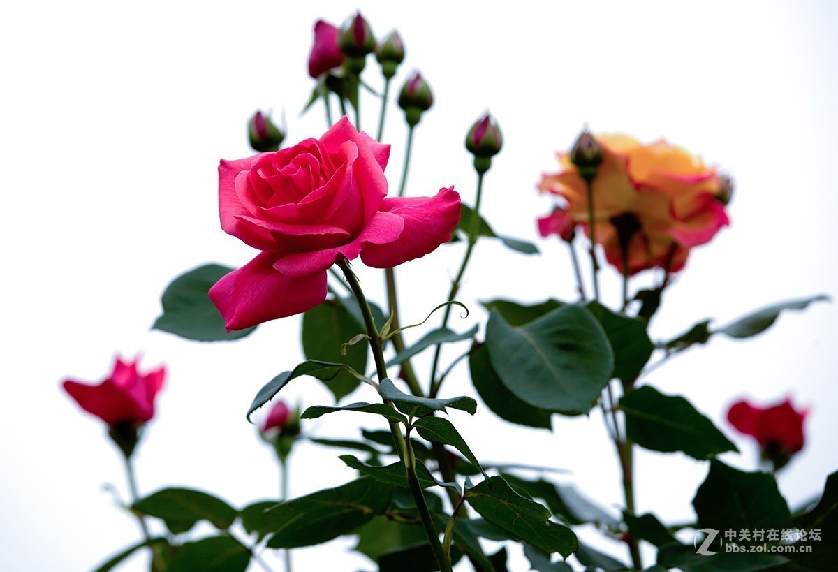 #正是一年最美时# 又到春花烂漫时