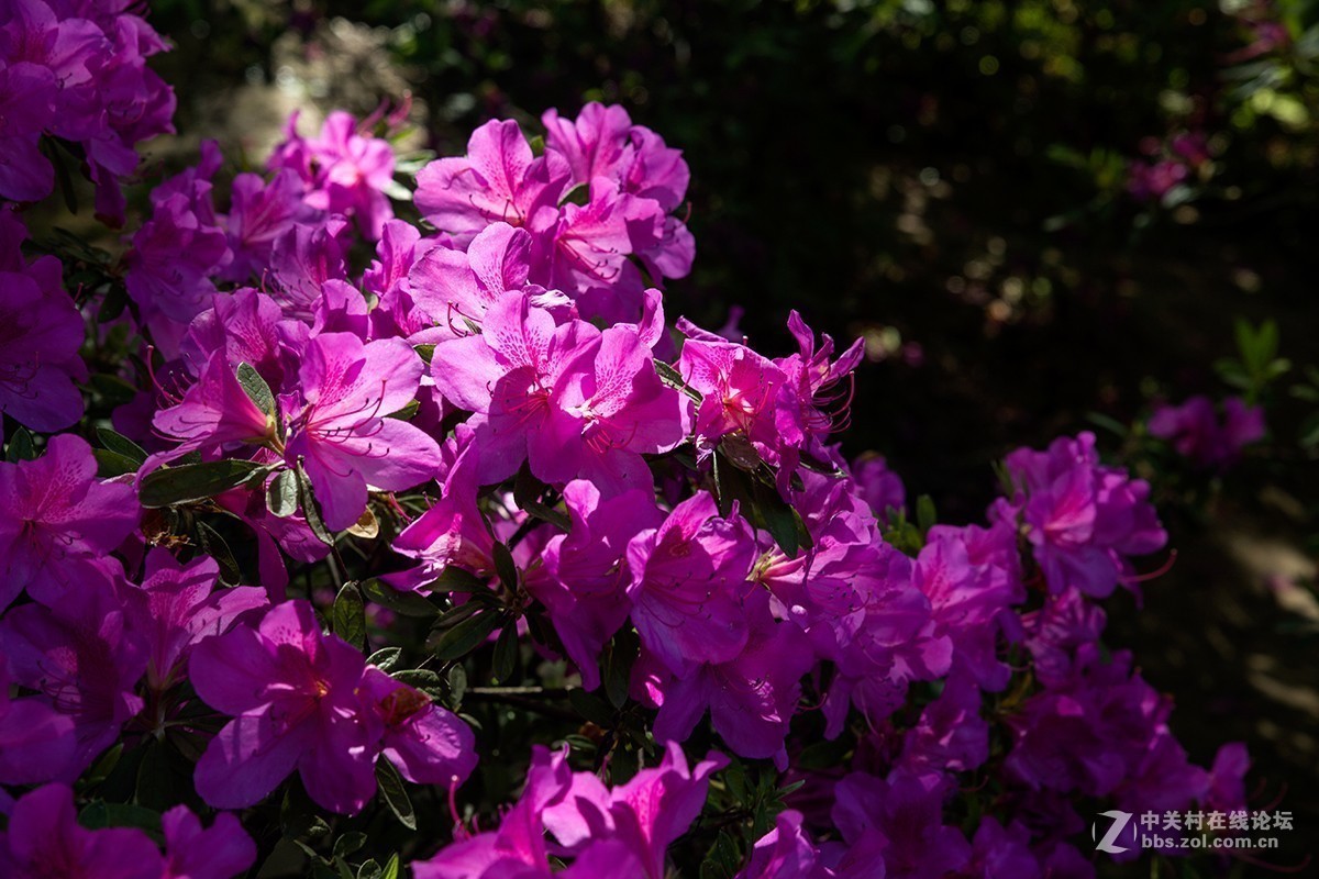 #正是一年最美时# 又到春花烂漫时