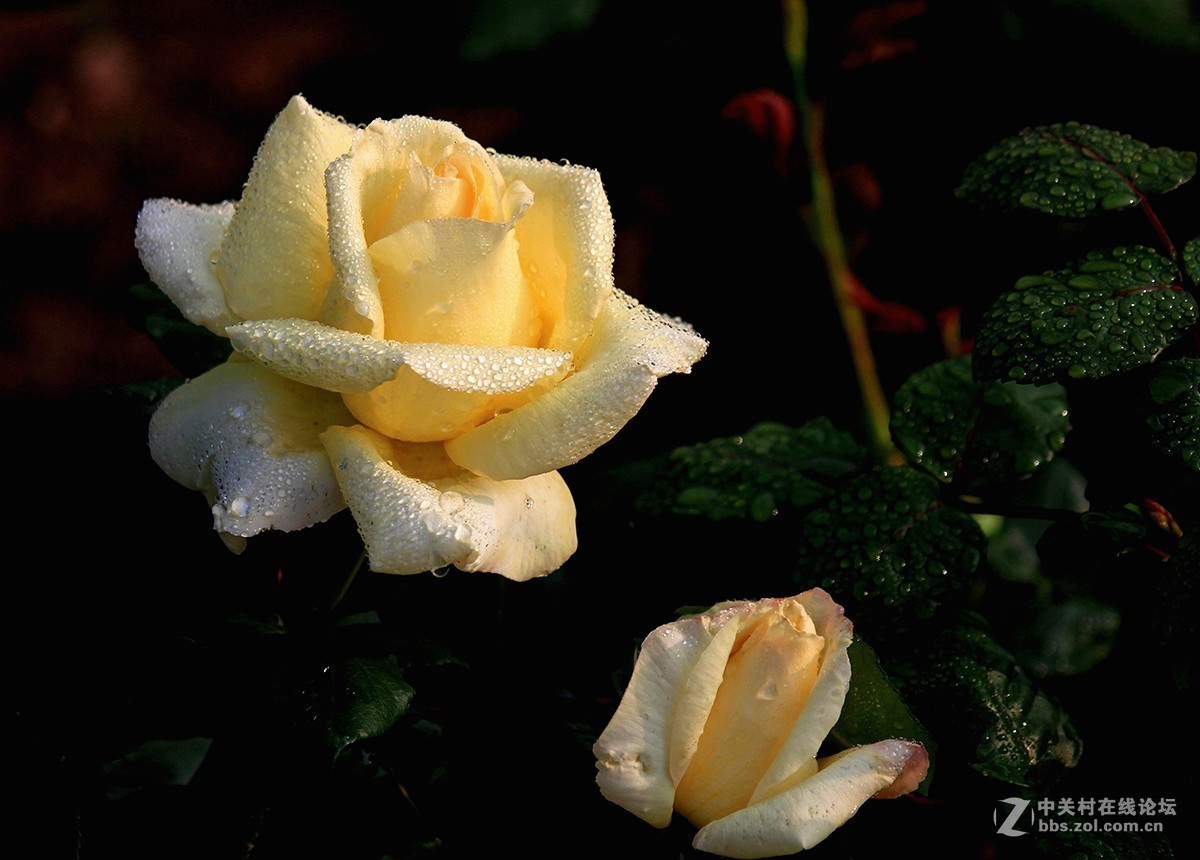 #正是一年最美时# 又到春花烂漫时