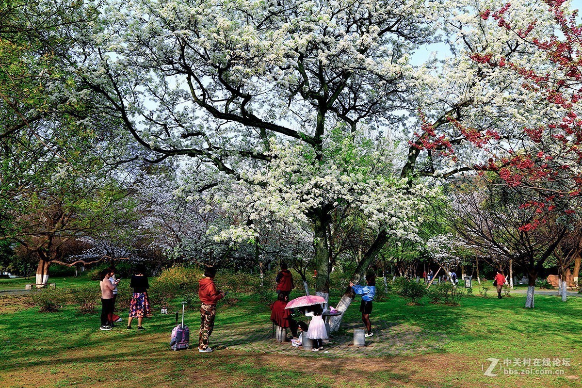 #正是一年最美时# 又到春花烂漫时