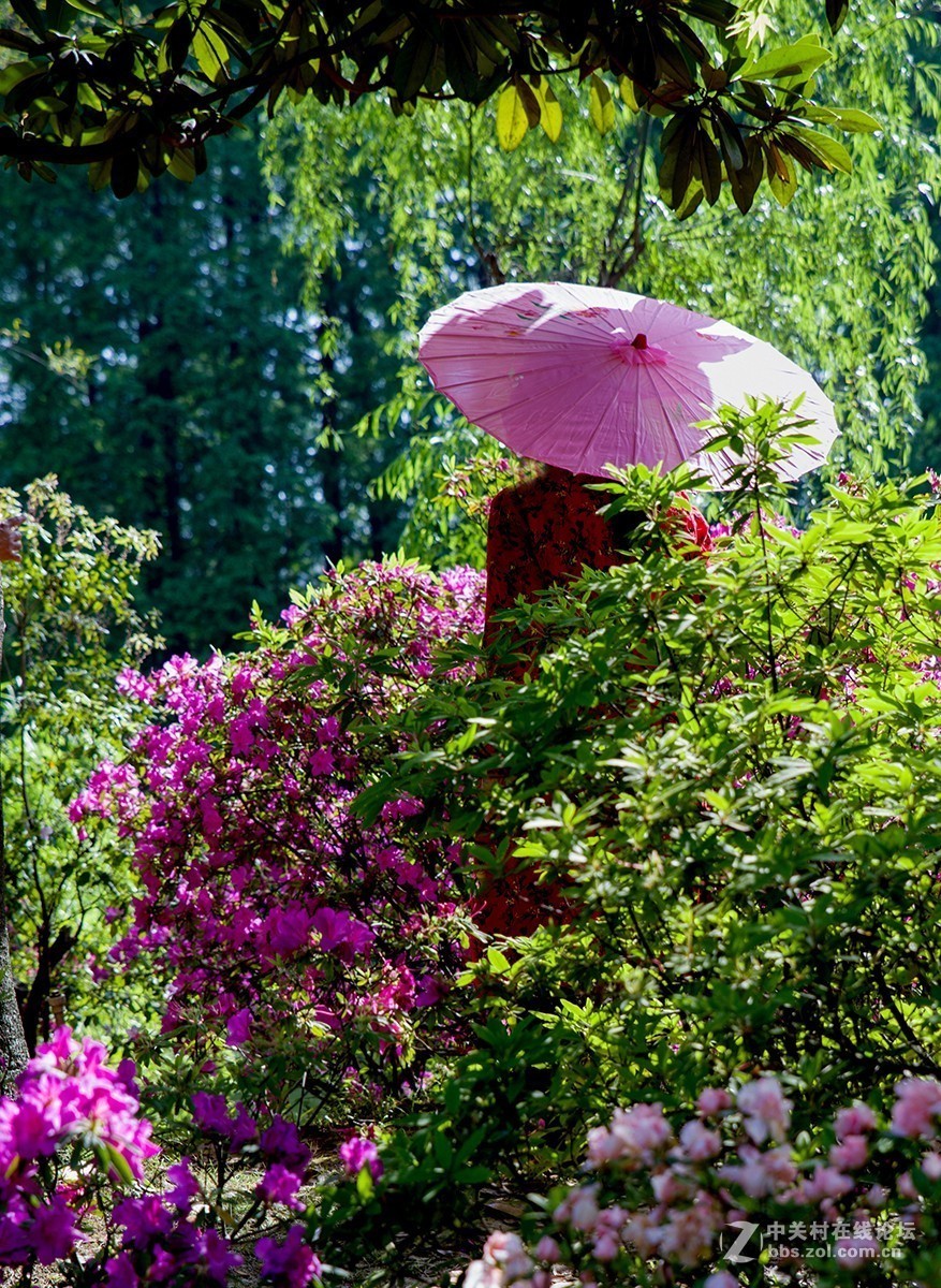 #正是一年最美时# 又到春花烂漫时