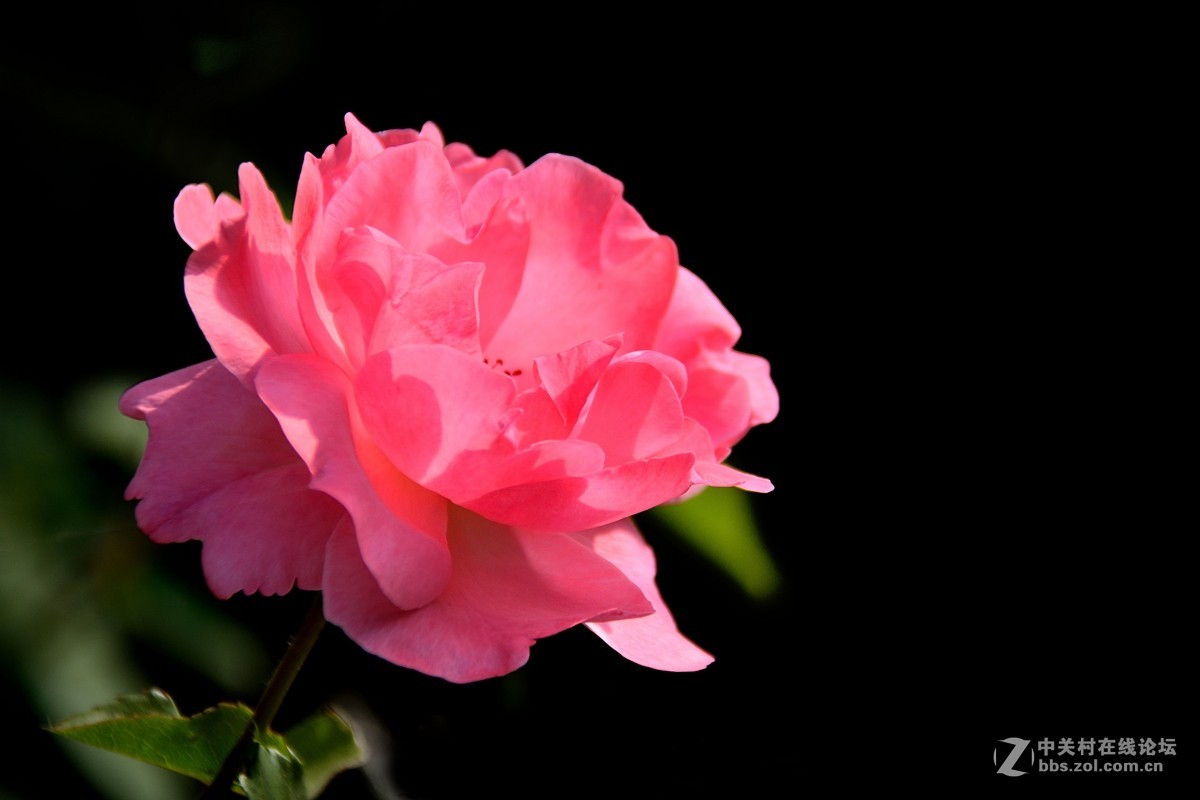 天津市市花——月季花（13）