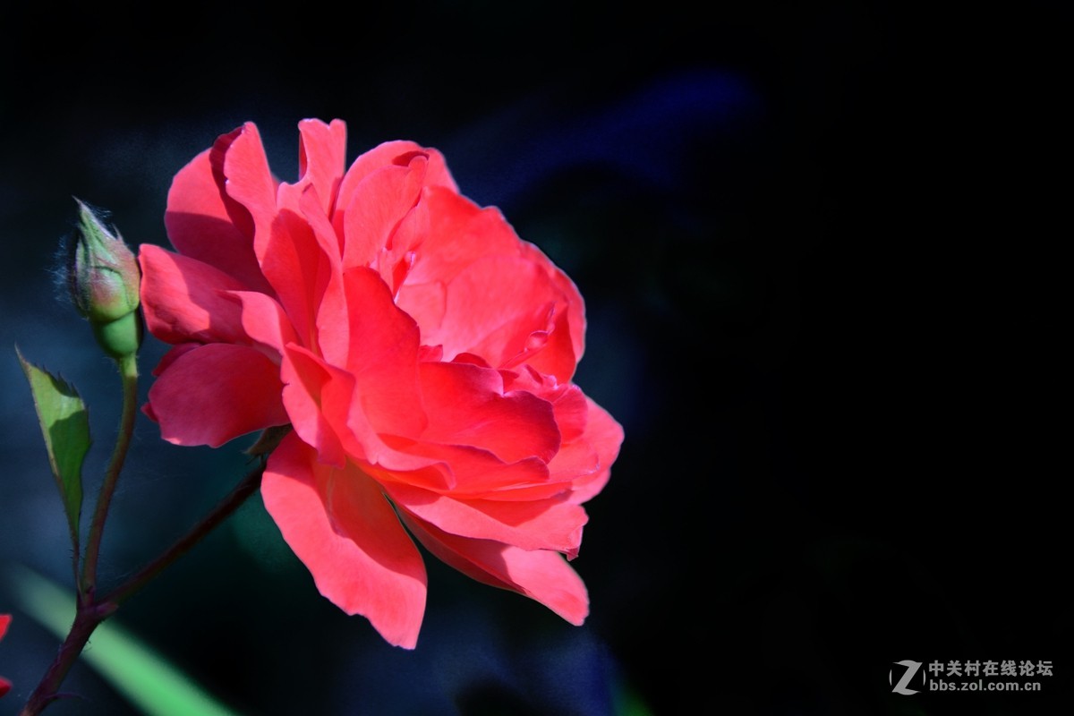 天津市市花——月季花（13）