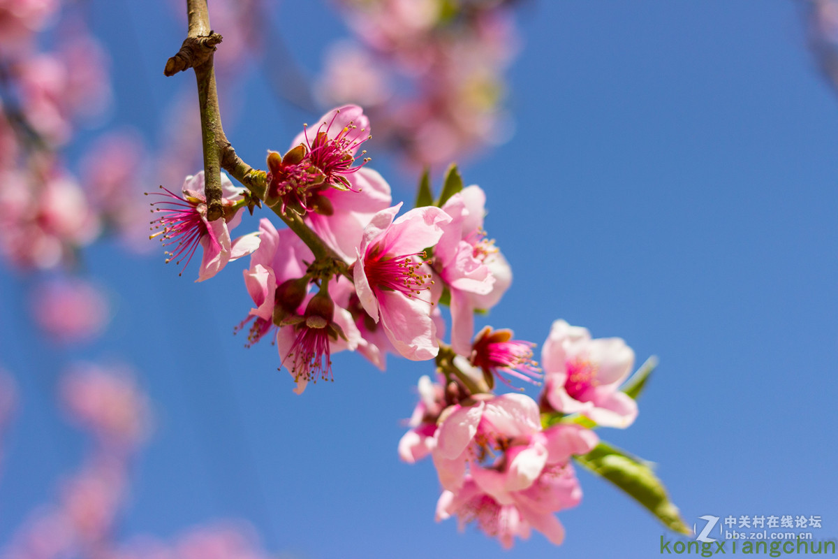 桃花节