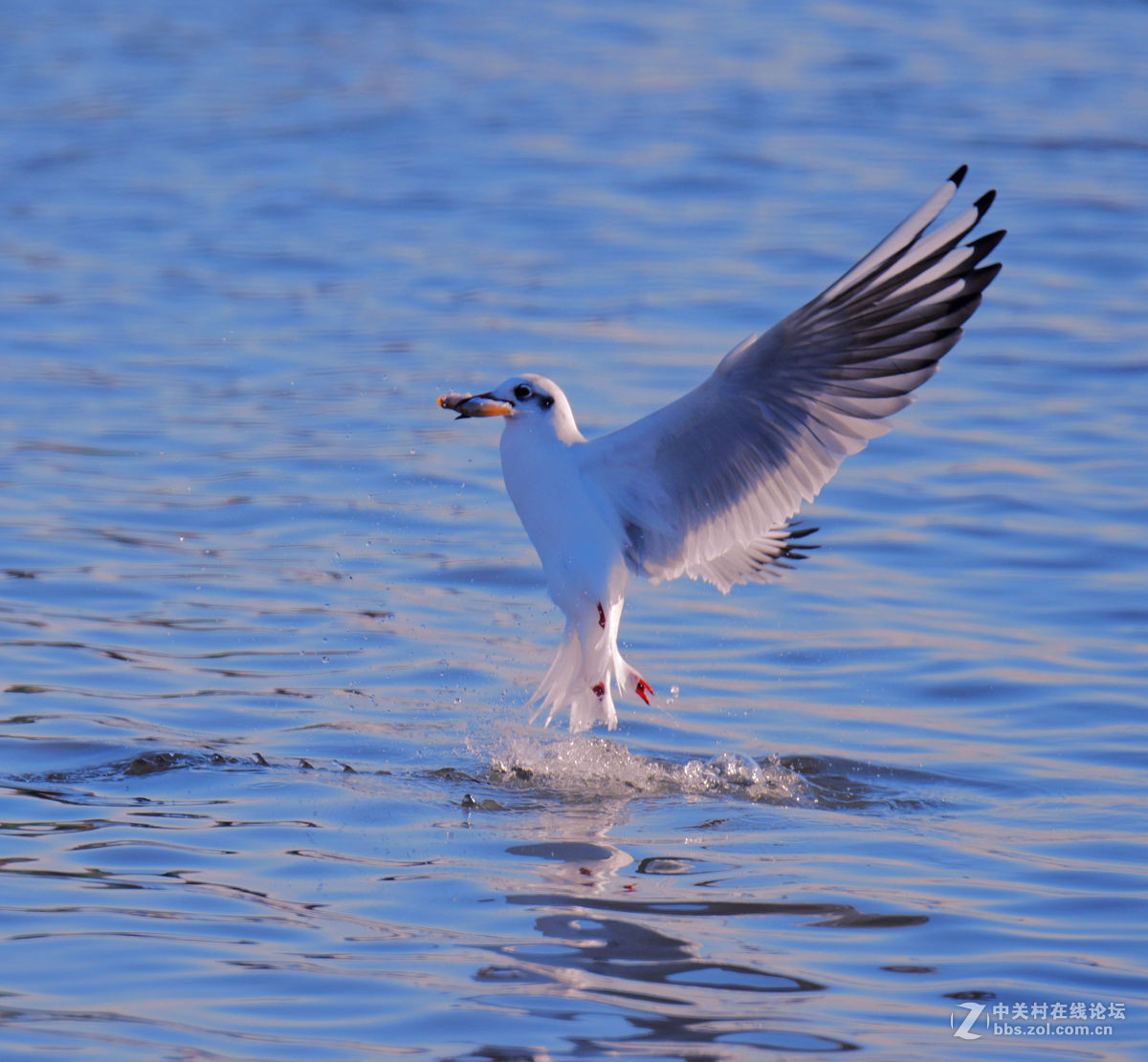 一组逆光飞翔的海鸥