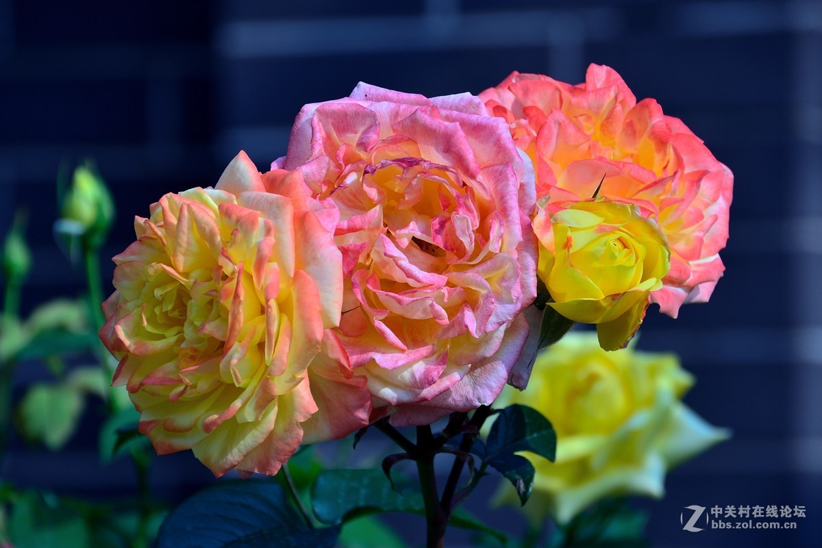 天津市市花——月季花（13）