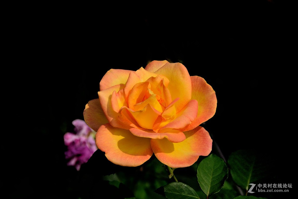 天津市市花——月季花（13）