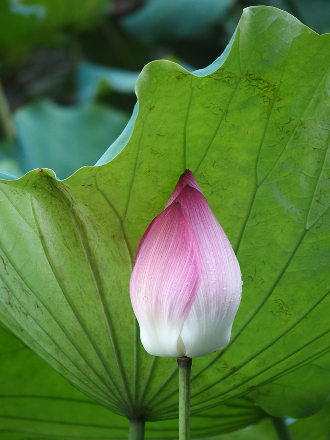 #奥林巴斯STYLUS 1s口碑点评#性价比非常高的随身机