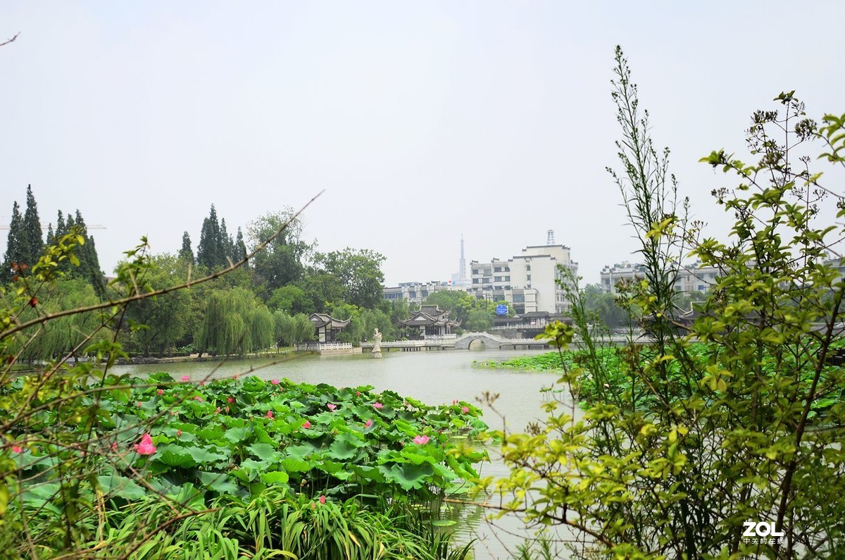 扬州荷花池公园风景335