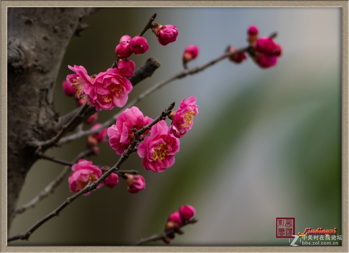 春天的旋律　—　梅
