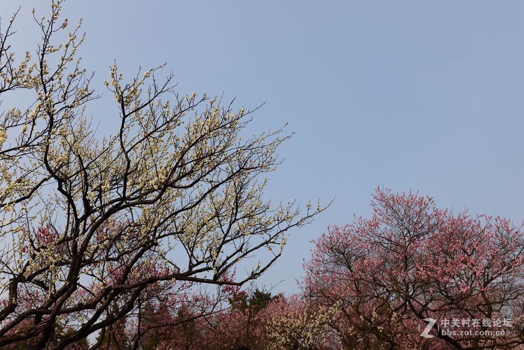 梅花山