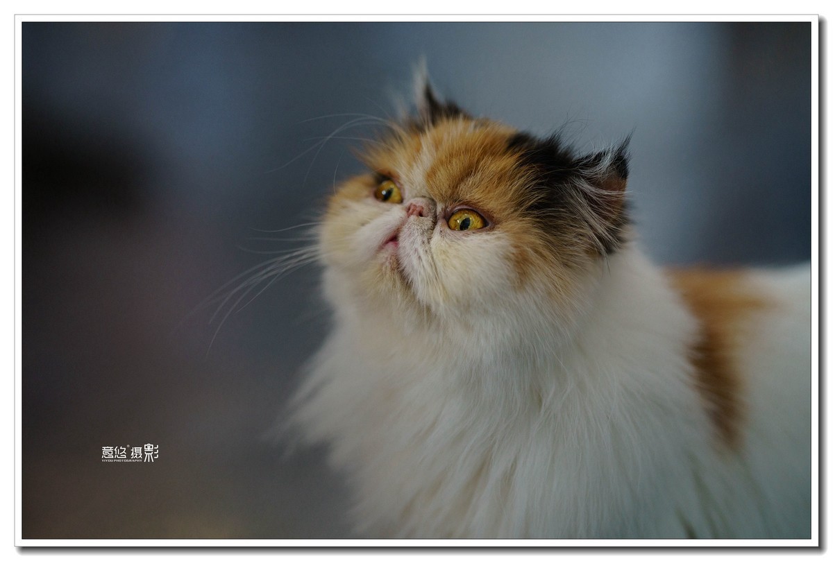 索尼FE 135mm f/1.8 GM镜头 一组试镜相片