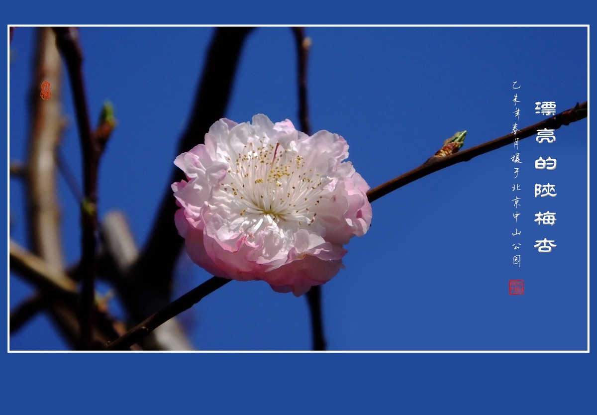 不多见的重瓣杏花陕梅杏