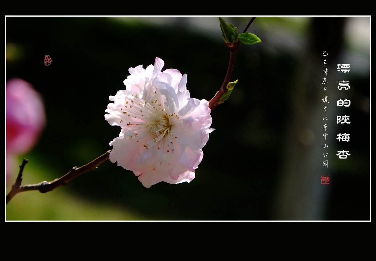 不多见的重瓣杏花陕梅杏