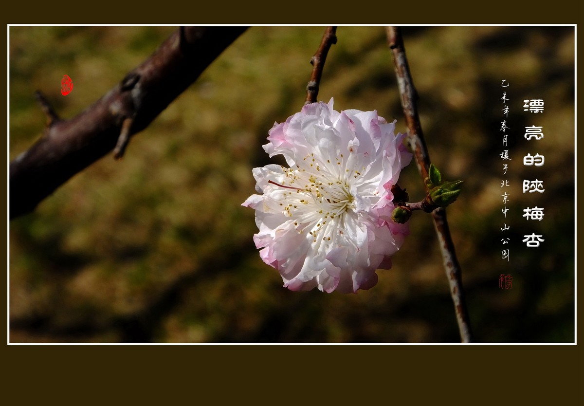 不多见的重瓣杏花陕梅杏