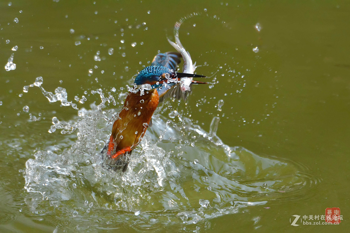 #尼康鸟类作品赏析#【翠鸟出水】 （老阿推荐）