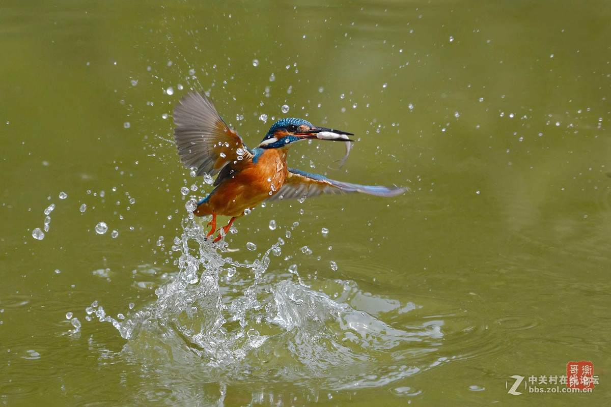 #尼康鸟类作品赏析#【翠鸟出水】 （老阿推荐）