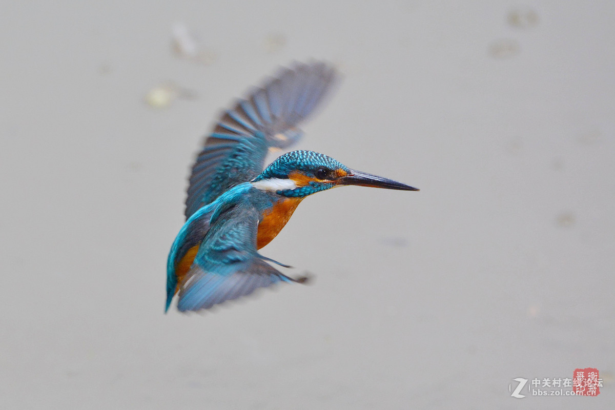 #尼康鸟类作品赏析#【翠鸟出水】 （老阿推荐）