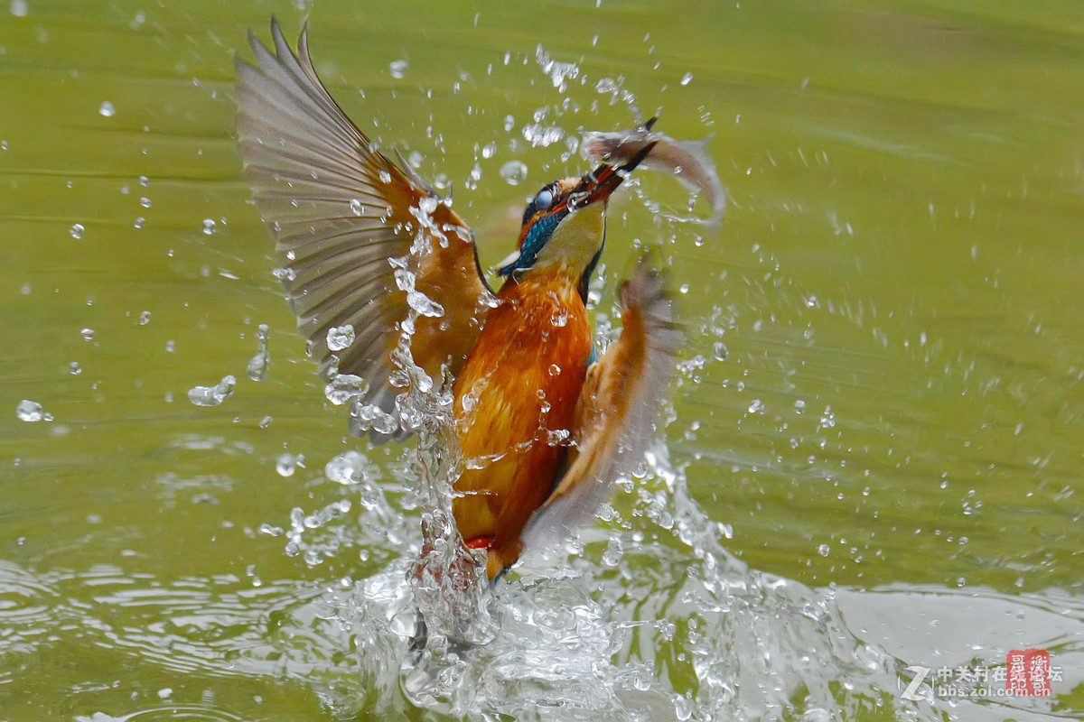 #尼康鸟类作品赏析#【翠鸟出水】 （老阿推荐）