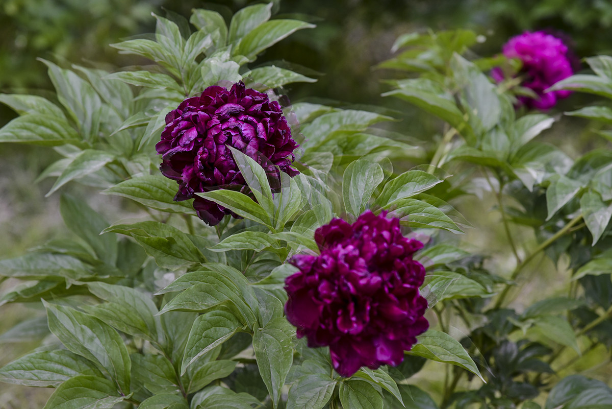 试用相机HDR设置的得与失