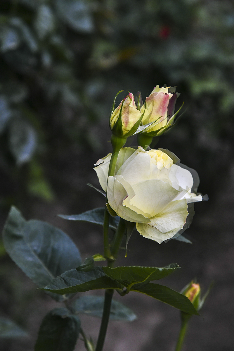 试用相机HDR设置的得与失