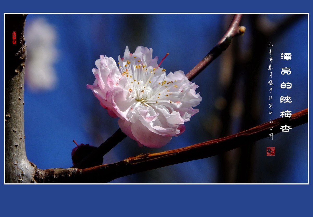 不多见的重瓣杏花陕梅杏